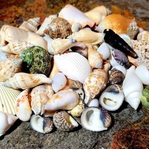 Seashells