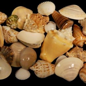 Seashell Mix